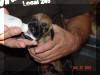 Great Dane Puppies want to know if you "Got Milk"?